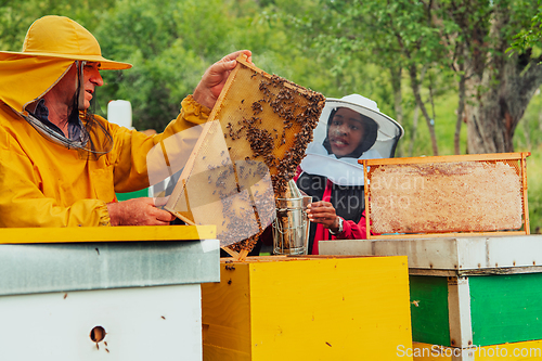 Image of Business partners with an experienced senior beekeeper checking the quality and production of honey at a large bee farm