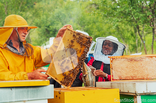 Image of Business partners with an experienced senior beekeeper checking the quality and production of honey at a large bee farm