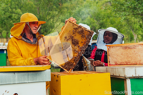 Image of Business partners with an experienced senior beekeeper checking the quality and production of honey at a large bee farm