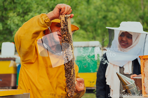Image of African American Muslim women with an experienced senior beekeeper checking the quality and production of honey at a large bee farm