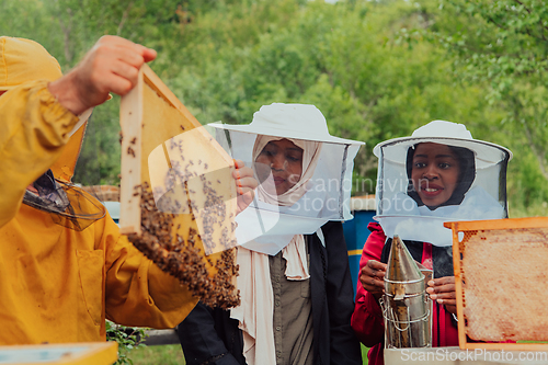 Image of Business partners with an experienced senior beekeeper checking the quality and production of honey at a large bee farm