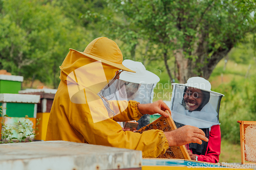 Image of Business partners with an experienced senior beekeeper checking the quality and production of honey at a large bee farm