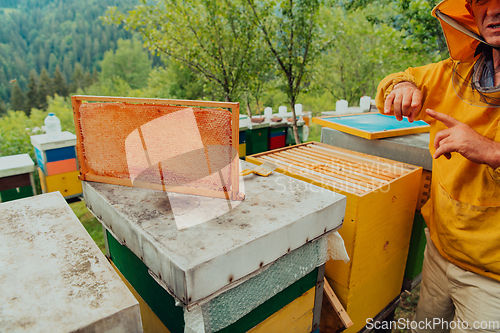 Image of Senior beekeeper checking how the honey production is progressing. Photo of a beekeeper with a comb of honey