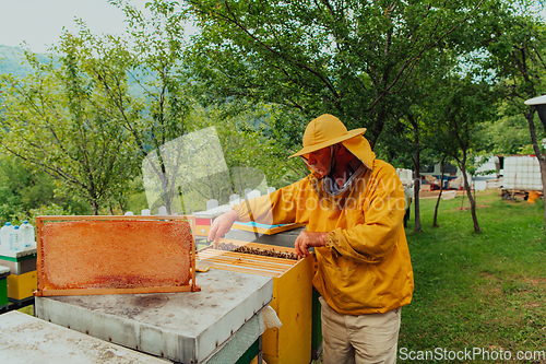 Image of Senior beekeeper checking how the honey production is progressing. Photo of a beekeeper with a comb of honey