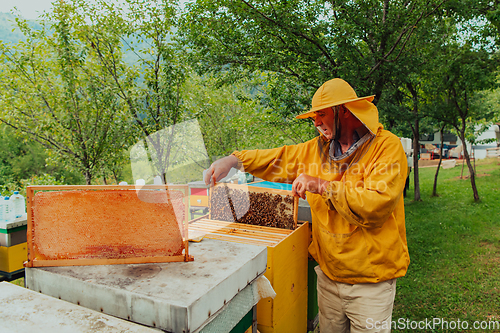 Image of Senior beekeeper checking how the honey production is progressing. Photo of a beekeeper with a comb of honey