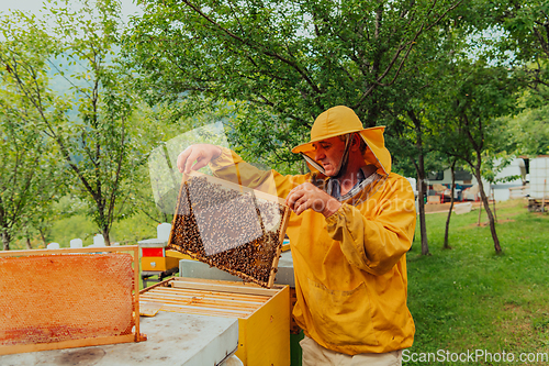 Image of Senior beekeeper checking how the honey production is progressing. Photo of a beekeeper with a comb of honey