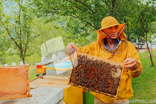 Image of Senior beekeeper checking how the honey production is progressing. Photo of a beekeeper with a comb of honey