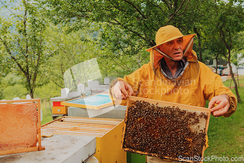 Image of Senior beekeeper checking how the honey production is progressing. Photo of a beekeeper with a comb of honey