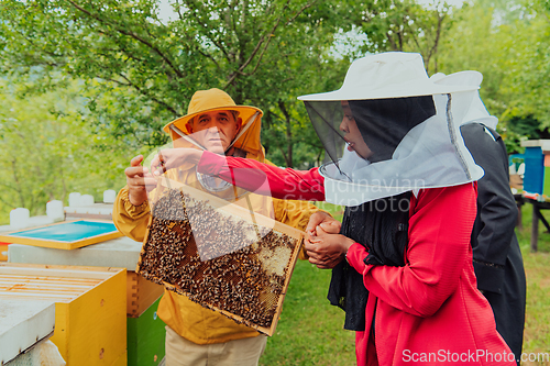 Image of Business partners with an experienced senior beekeeper checking the quality and production of honey at a large bee farm