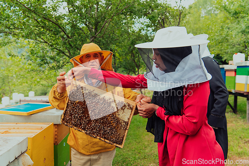 Image of Business partners with an experienced senior beekeeper checking the quality and production of honey at a large bee farm