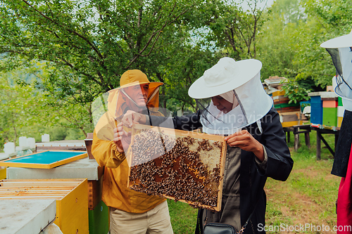 Image of Business partners with an experienced senior beekeeper checking the quality and production of honey at a large bee farm
