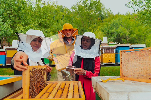 Image of Business partners with an experienced senior beekeeper checking the quality and production of honey at a large bee farm