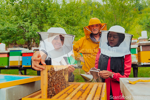 Image of Business partners with an experienced senior beekeeper checking the quality and production of honey at a large bee farm