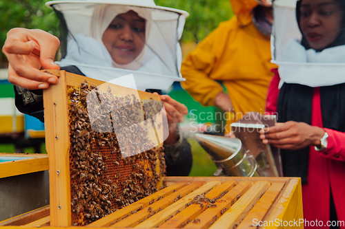 Image of Business partners with an experienced senior beekeeper checking the quality and production of honey at a large bee farm