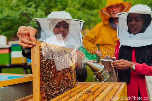 Image of Business partners with an experienced senior beekeeper checking the quality and production of honey at a large bee farm