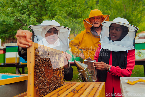 Image of Business partners with an experienced senior beekeeper checking the quality and production of honey at a large bee farm