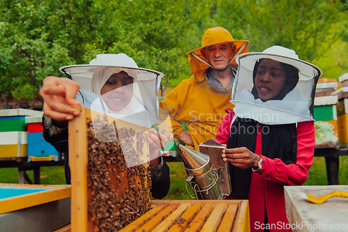 Image of Business partners with an experienced senior beekeeper checking the quality and production of honey at a large bee farm