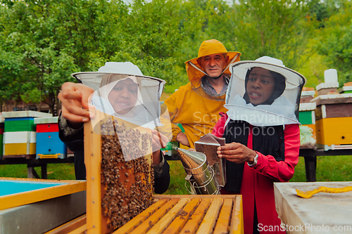 Image of Business partners with an experienced senior beekeeper checking the quality and production of honey at a large bee farm