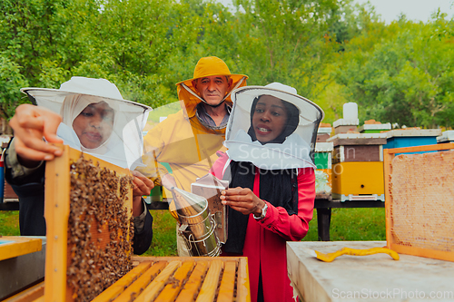 Image of Business partners with an experienced senior beekeeper checking the quality and production of honey at a large bee farm