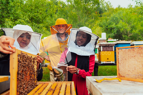 Image of Business partners with an experienced senior beekeeper checking the quality and production of honey at a large bee farm