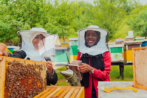 Image of Business partners with an experienced senior beekeeper checking the quality and production of honey at a large bee farm