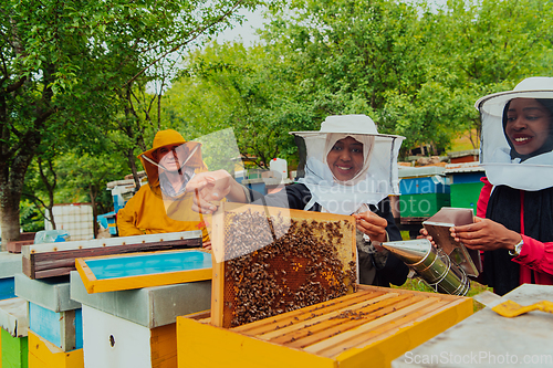 Image of Business partners with an experienced senior beekeeper checking the quality and production of honey at a large bee farm