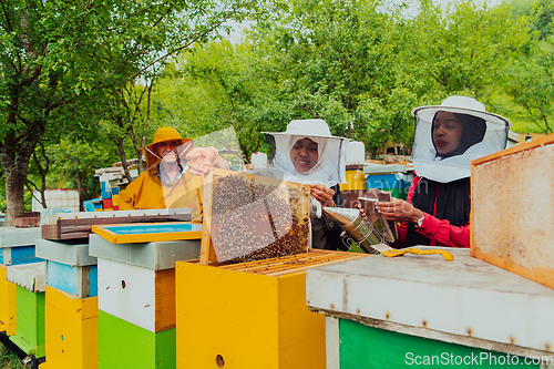 Image of Business partners with an experienced senior beekeeper checking the quality and production of honey at a large bee farm