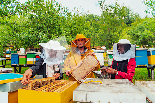 Image of Business partners with an experienced senior beekeeper checking the quality and production of honey at a large bee farm