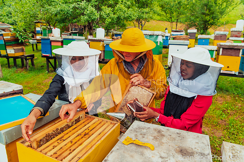 Image of Business partners with an experienced senior beekeeper checking the quality and production of honey at a large bee farm