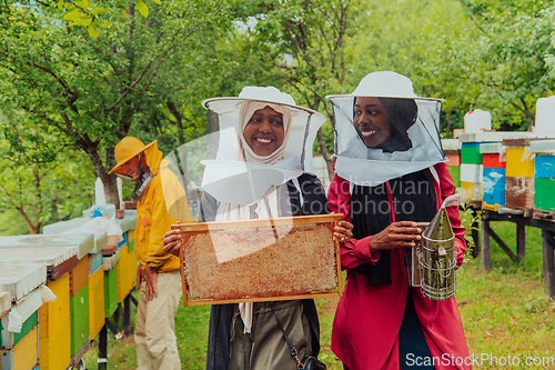 Image of Arab investors checking the quality and production of honey on a large honey farm.