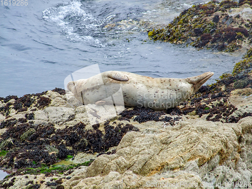 Image of seal in California