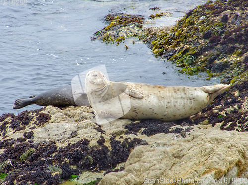 Image of seal in California