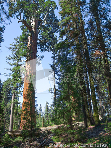 Image of Sequoia National Park