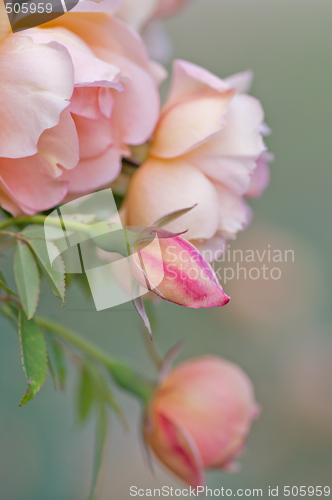 Image of pink roses