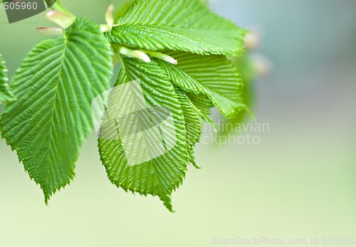 Image of green leaves