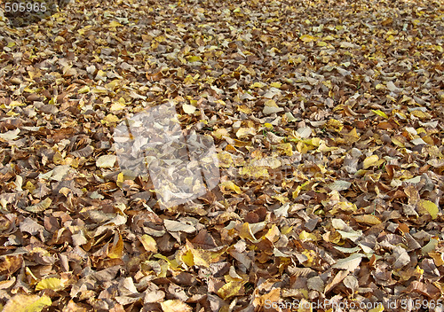 Image of autumn leaves