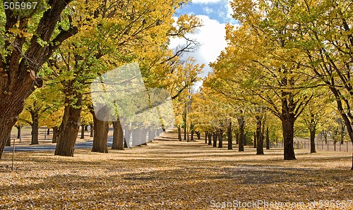 Image of autumn in the park