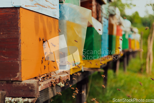 Image of Row of blue and yellow hives. Flowers honey plants in the apiary. Bees are returning to the hives.