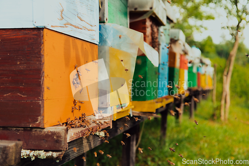 Image of Row of blue and yellow hives. Flowers honey plants in the apiary. Bees are returning to the hives.