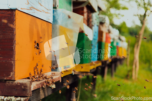 Image of Row of blue and yellow hives. Flowers honey plants in the apiary. Bees are returning to the hives.