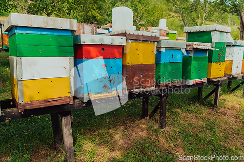 Image of Row of blue and yellow hives. Flowers honey plants in the apiary. Bees are returning to the hives.
