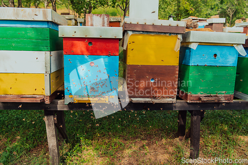 Image of Row of blue and yellow hives. Flowers honey plants in the apiary. Bees are returning to the hives.