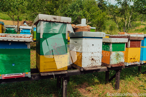 Image of Row of blue and yellow hives. Flowers honey plants in the apiary. Bees are returning to the hives.