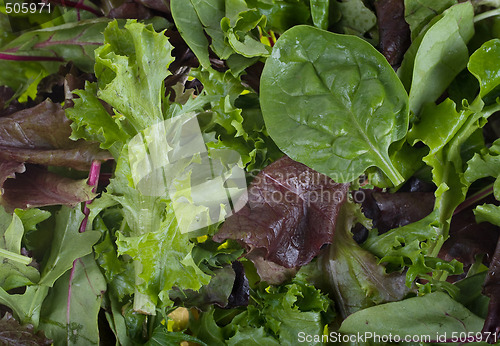 Image of salad greens background