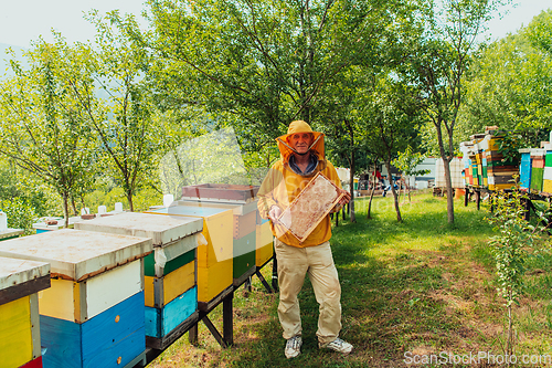 Image of Senior beekeeper checking how the honey production is progressing. Photo of a beekeeper with a comb of honey