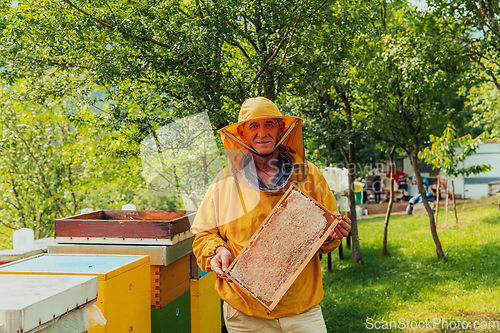 Image of Senior beekeeper checking how the honey production is progressing. Photo of a beekeeper with a comb of honey