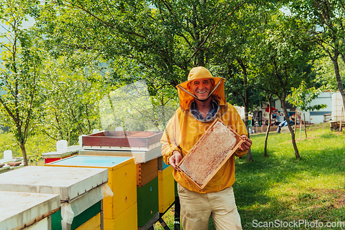 Image of Senior beekeeper checking how the honey production is progressing. Photo of a beekeeper with a comb of honey