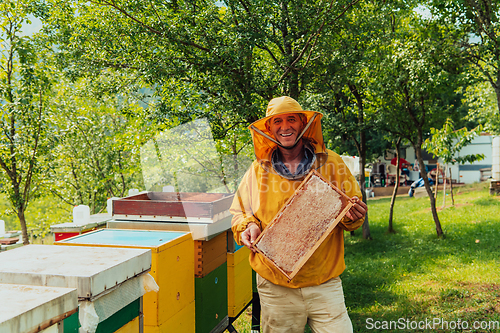 Image of Senior beekeeper checking how the honey production is progressing. Photo of a beekeeper with a comb of honey