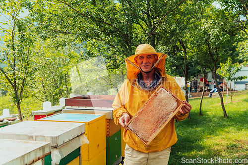 Image of Senior beekeeper checking how the honey production is progressing. Photo of a beekeeper with a comb of honey