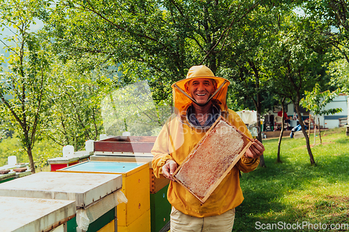 Image of Senior beekeeper checking how the honey production is progressing. Photo of a beekeeper with a comb of honey